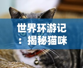 世界环游记：揭秘猫咪和汤的出奇友情，让国际旅行不再是遥不可及的憧憬