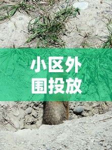 小区外围投放驱狗药引发热议:动保组织疾呼人道对待流浪狗，呼吁社区以科学方式解决问题