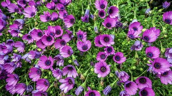 (时间花园怎么玩)在时间花园中绽放的植物：穿越时光的生机与灵动