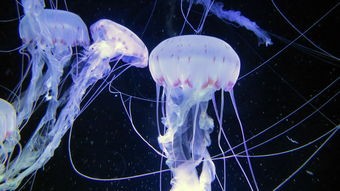 (关于鲲吞鲲的小游戏)探索奇幻海洋：挑战鲲吞鲲的精彩小游戏，尽享无限乐趣与冒险