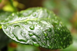 (盘点二十种绿色宝石)探索自然之美：揭示45种独特而迷人的绿色宝石全景及其神秘寓意