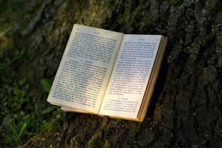 (在神秘的森林王国里发生的故事:三年级作文300字左右)在神秘的森林王国里发生的故事：三年级作文300字。