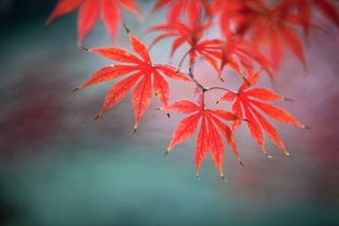 (枫叶岛手游官网版下载)枫叶岛手游