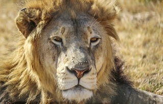(尤猫醒醒超火限定)尤猫醒醒资源全解锁怎么弄的