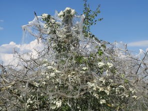 (苹果实况墙纸怎么不动)探索苹果实况墙纸，功能、优势与未来发展