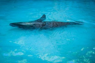 (水族馆里100种动物名称分类)水族馆是一个充满神奇与奥秘的地方，它汇聚了来自世界各地的海洋生物。在这里，我们可以近距离观察到100种形态各异的动物。下面，我将从多个角度对这些动物进行分析介绍，并提出一些问题。