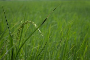 (桂花什么时候开花)桂花，文化象征、种植技巧与产业发展