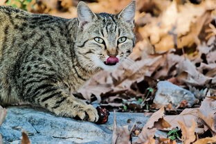 (猫狩纪阵容推荐)猫狩纪阵容解析，多元化视角下的游戏策略与常见问题解答