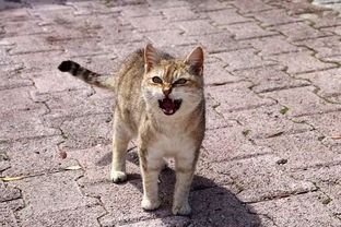 (喵喵爱冒险0.1折兑换码)喵喵爱冒险0.1折，探秘猫咪冒险之旅的幕后故事