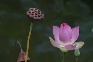 (如果一生只有三十岁剧情)如果一生只有三十岁——对生命意义的多元思考