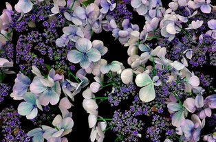 (时间花园植物形态三解锁)时间花园植物探秘，揭开植物世界的神秘面纱