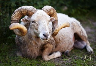 (愤怒的黄牛中国版全集完整版)愤怒的黄牛2021完整版解析，现象背后的多元分析与反思