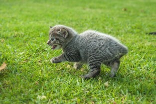 (适合做代号的动物名搞笑)探索代号动物名，狮子、猎豹、老鹰的多元化应用