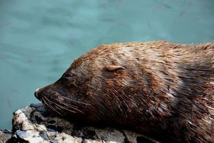 (海洋动物历险记 百度网盘)海洋动物历险记是一部以海洋生物为主角的奇幻冒险故事，通过讲述一群勇敢的海洋动物在未知海域中的历险，展现了海洋生态的多样性和保护海洋的重要性。以下是一篇基于该故事的原创文章，共计1211个字。