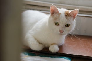 (猫之宿约者视频)猫之宿约者凉了吗，多元视角下的分析与探讨