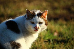 (喵酱物语卡通壁纸)猫酱物语攻略深度解析，探索猫咪世界的奥秘