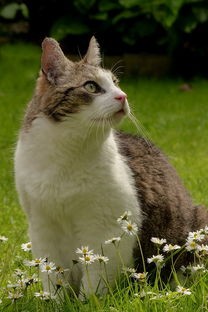 (花与她香水两个版本的区别)花与香水与猫，探寻下架背后的多元原因