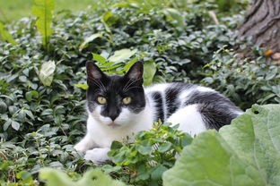 (花与她香水两个版本的区别)花与香水与猫，探寻下架背后的多元原因