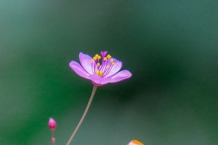 (桂花的诗句李清照)桂花的诗意与韵味，一场文化的探寻