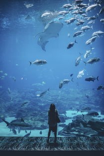 (代号南海手游官网怎么玩)代号南海，深度解析南海问题背后的历史、现状与挑战