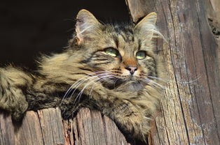 (模拟游戏猫哥玩模拟农场)游戏名称，猫咪农场模拟经营