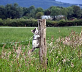 (模拟游戏猫哥玩模拟农场)游戏名称，猫咪农场模拟经营