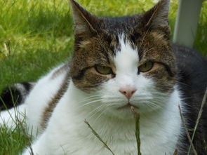 (猫之宿约者停服了吗)猫之宿约者下架背后的原因与影响分析