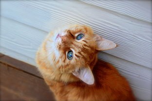 (猫之宿约者停服了吗)猫之宿约者下架背后的原因与影响分析