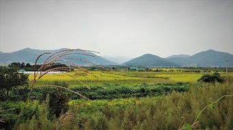 (繁盛农场)繁盛农杨码头，历史的见证与未来的展望