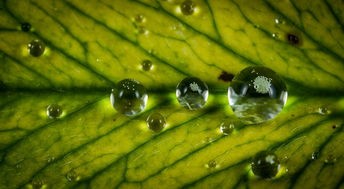 (一款从单细胞进化的游戏)进化游戏中的物种起源，模拟自然选择与生物多样性的奥秘