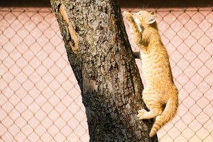 (萌宠猎人桌游怎么玩)萌宠猎人，揭秘宠物市场新势力