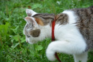 (猫咪打战争无限金币)猫咪打猎无尽模式，无限金币，无尽乐趣