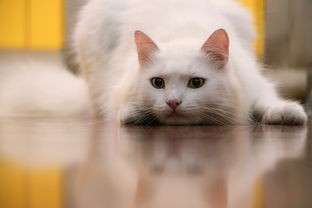 (猫咪打战争无限金币)猫咪打猎无尽模式，无限金币，无尽乐趣
